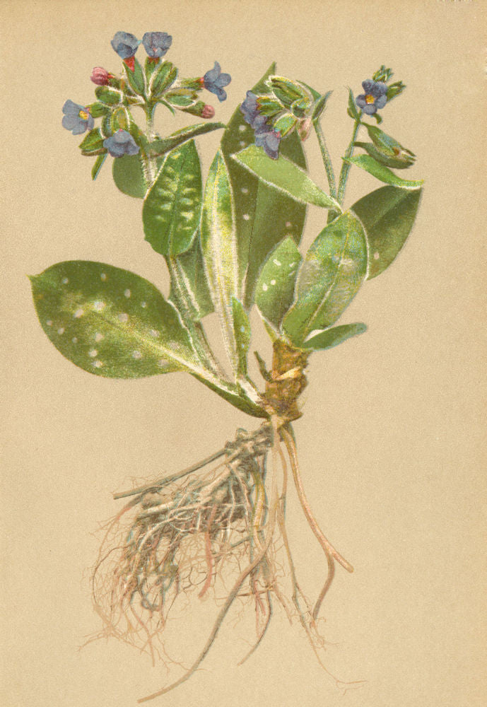 ALPENFLORA ALPINE FLOWERS.Pulmonaria styriaca Kern-Steierisches Lungenkraut 1897
